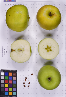 Click for 2 image(s) for this accession.